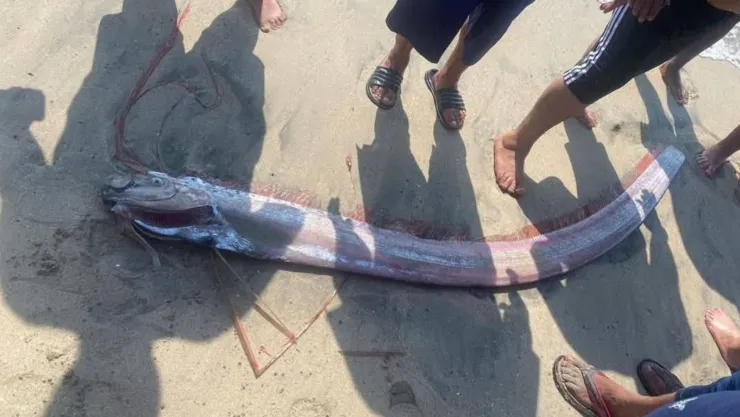 Es el fin del mundo Encuentran extraño pez en playas de Nayarit