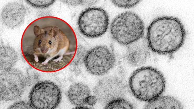 Brote de hantavirus de los Andes en México