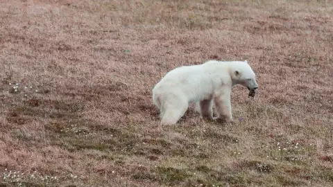 Osa polar con lata atorada en la lengua.- 