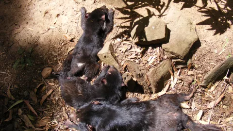 demonios de tasmania, Australia.jpg