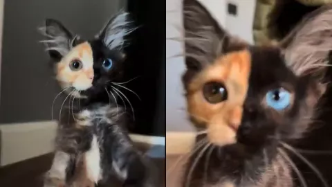 Gato de dos colores causa extrañeza entre los internautas; ¿padece alguna enfermedad?