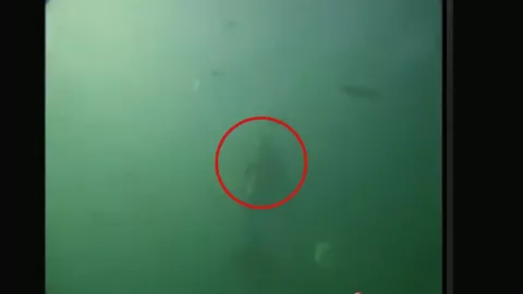 Sirena en el Océano Pacífico