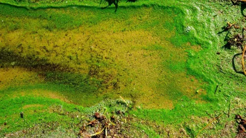 Moco marino, qué es, Turquía.jpg