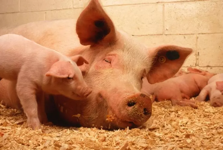 Cerdita, granja, bebés.jpg