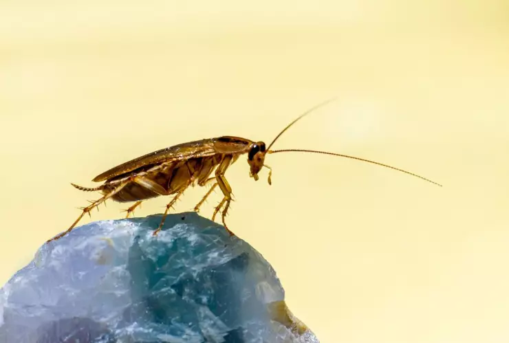 El significado que aparezcan cucarachas en tu casa