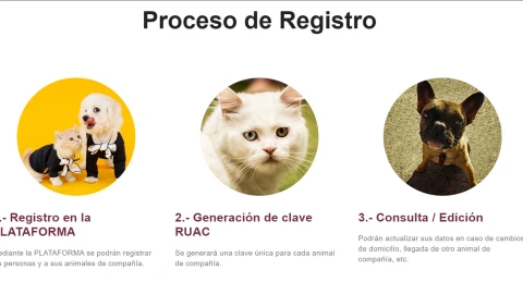 RUAC: Guía para tramitar el “CURP” para mascotas que ya es obligatorio en CDMX