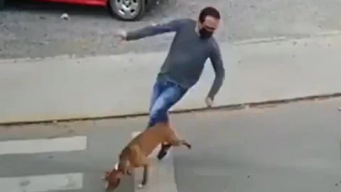 perrito_memes_redes_sociales