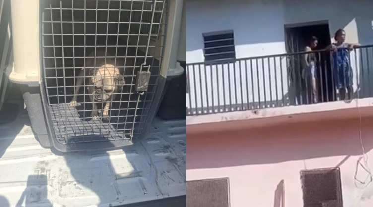 maltrato animal en Chiapas