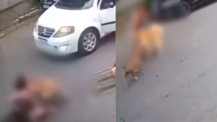 VIDEO: Captan momento exacto en que perros atacan a embarazada en Brasil