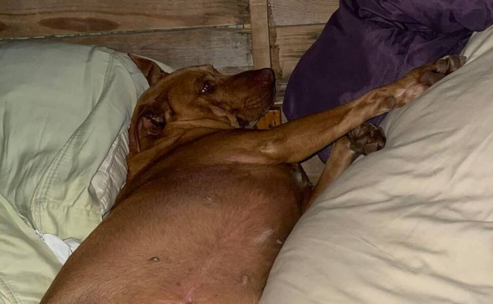 perrita se escapa de casa y duerme con los vecinos