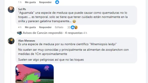 medusas en las playas de cancun playa forum .jpg