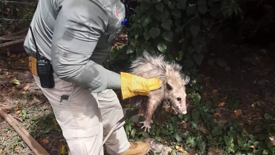 Rescatan mapaches en Chihuahua