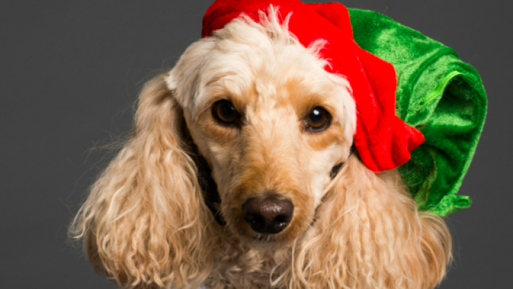 Día Mundial de Vestir a tu Mascota