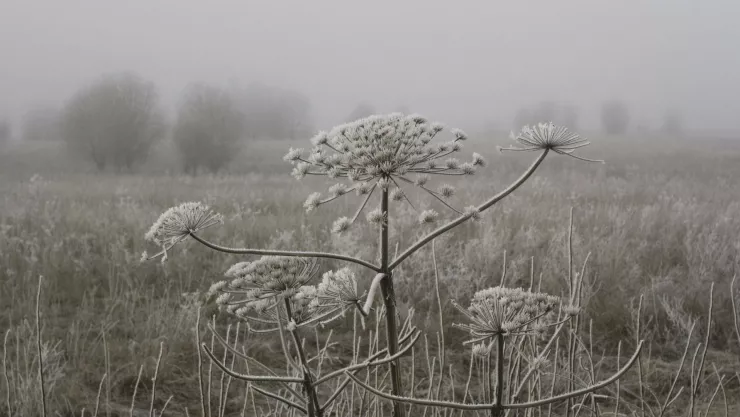 Clima Zacatecas Pronostican una semana de frío y heladas durante estos días de noviembre 2024 en estos estados