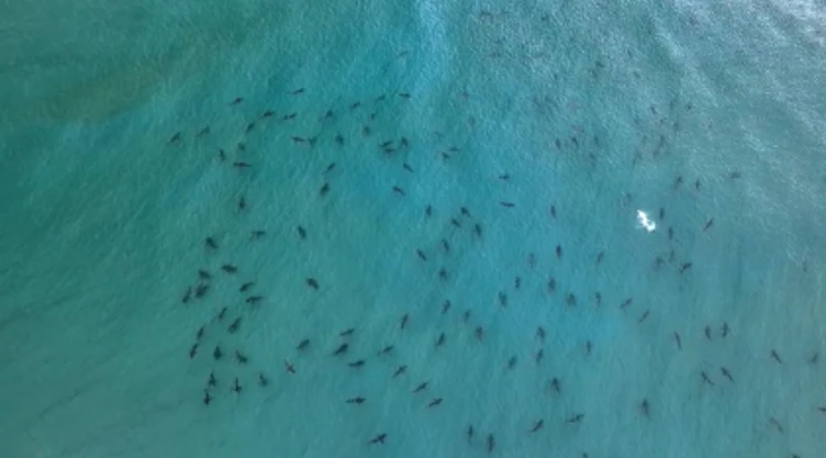 Tiburones costas de Florida drone.jpg