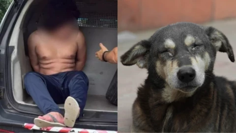 Joven asesina a 100 perros mientras transmitía en vivo.