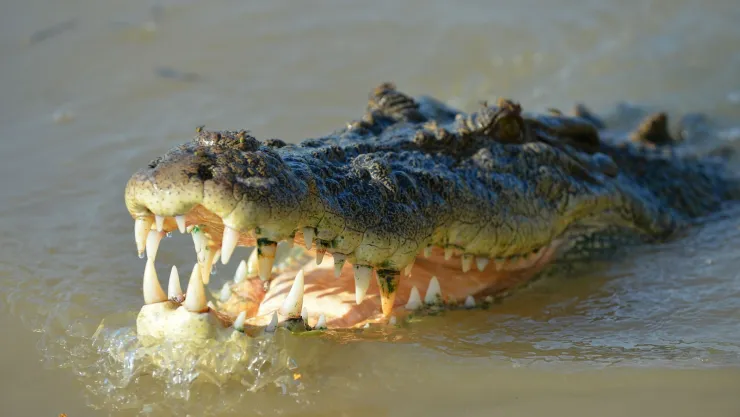 Cocodrilo en Veracruz.