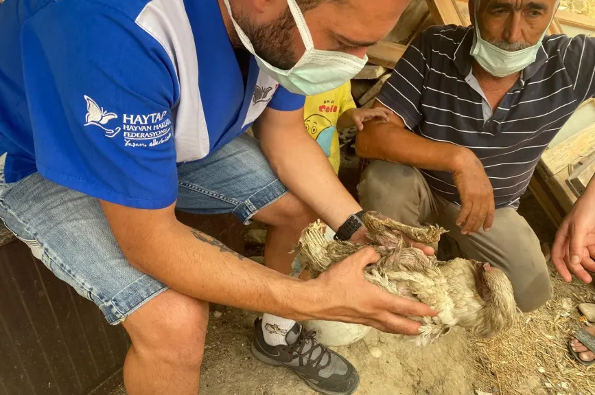 HAYTAP recoge a animales heridos por los incendios en Turquía