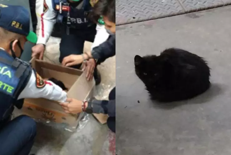 Rescatan a gatito atrapado en vías de la estación Merced del Metro CDMX