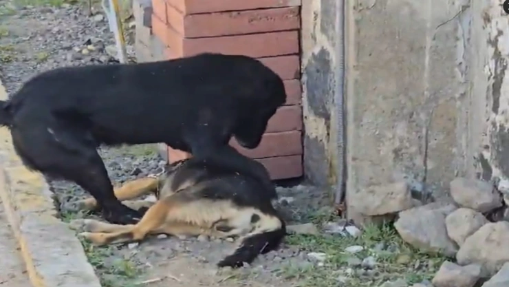 perrito intenta revivir amigo evenenado puebla