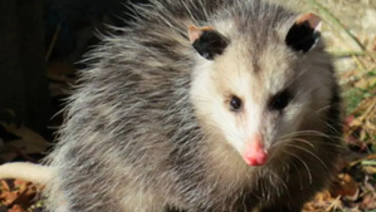 /animales/que-hacer-cuando-encuentres-tlacuache