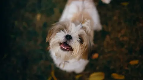 ¿Qué hacer si una aerolínea pierde a tu mascota? Esto dice la ley