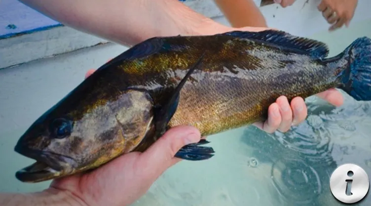 Totoaba, el pez milenario Conoce sus propiedades nutricionales y su valor cultural.jpg
