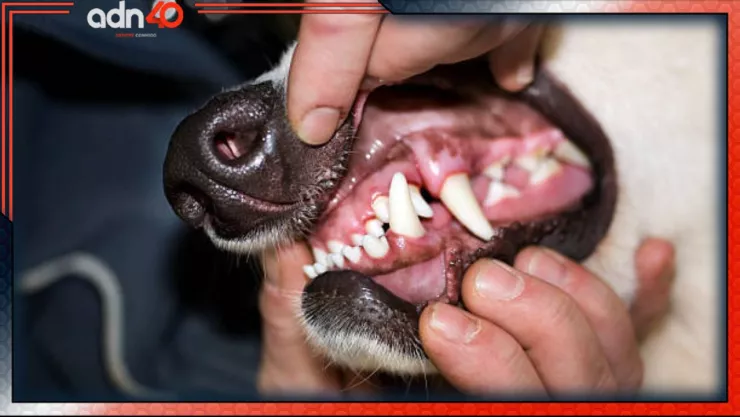 Perro con cabeza humana en Zacatecas