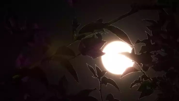 Luna rosa usuarios redes fotos