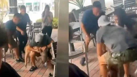 Pitbull ataca a Chihuahua en restaurante