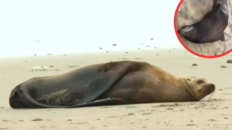 ¿Por qué aparecen animales muertos en Playas de Tijuana en este 2025?