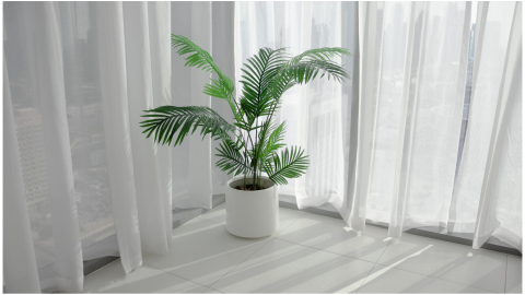 Palmera de areca
