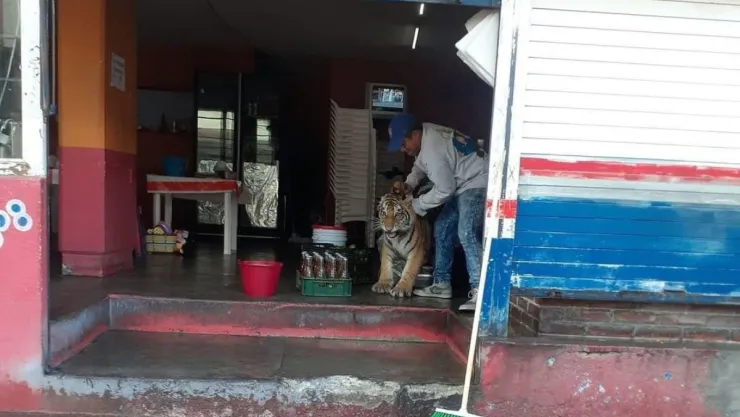VIRAL: Taquero captura a tigre en taquería de Mixquiahuala de Juárez, en Hidalgo.