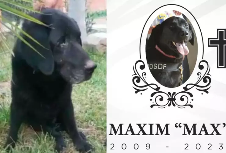Muere Max, el perro rescatista de Bomberos de Tijuana