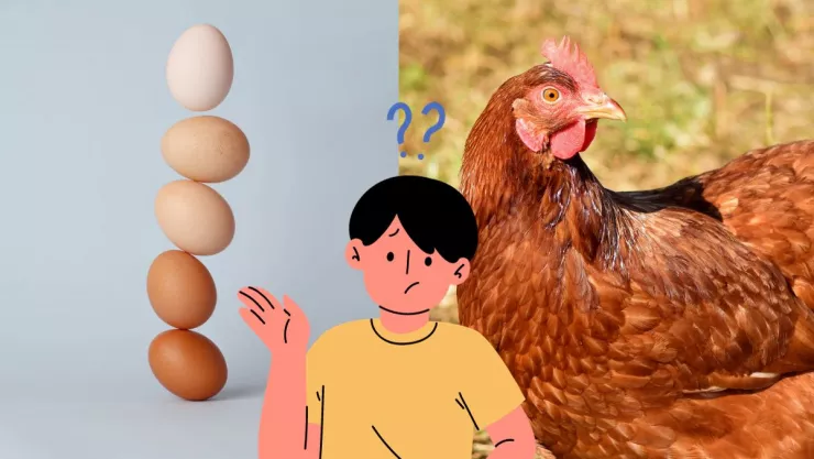 ¿Qué fue primero, la gallina o el huevo?