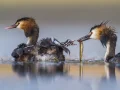 Hasta el pecho en el agua, José Luis rodó este momento íntimo con una familia de somormujos. Cuando uno de los padres salió con las plumas húmedas y un pez, José Luis tuvo suerte de que ni un soplo de viento agitara el agua. Un pollito de cabeza rayada se estiró fuera de su santuario, con el pico abierto, para reclamar la sabrosa comida.