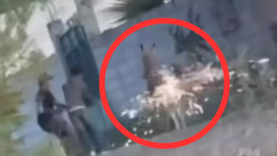 Burrito atacado por dos menores.jpg