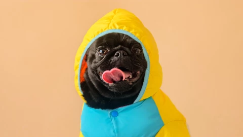 Pugween 2024 en Ciudad de México: perritos pug con disfraces