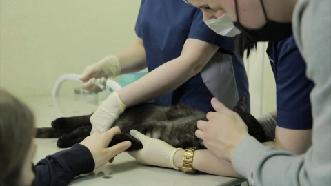 La vacunación de animales contra la COVID-19 inició con mascotas como gatos.