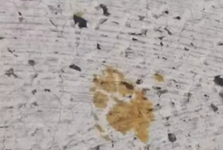 gato con radiactividad en Japón