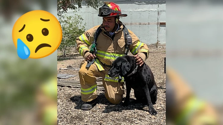 Perro bombero se pierde
