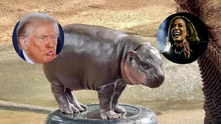 moo-deng-trump-kamala-elecciones-estados-unidos