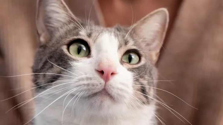 ¿Cómo ven los gatos Estas son las tonalidades que perciben sus ojos