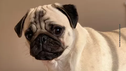 &iquest;Cu&aacute;les son las razas de perro que se enferman m&aacute;s?