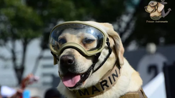 frida homenaje semar