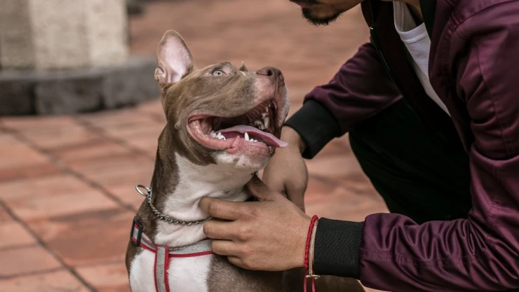 Mascota