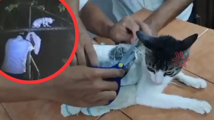 Policía intercepta a gato con sustancias ilícitas en penal de Costa Rica