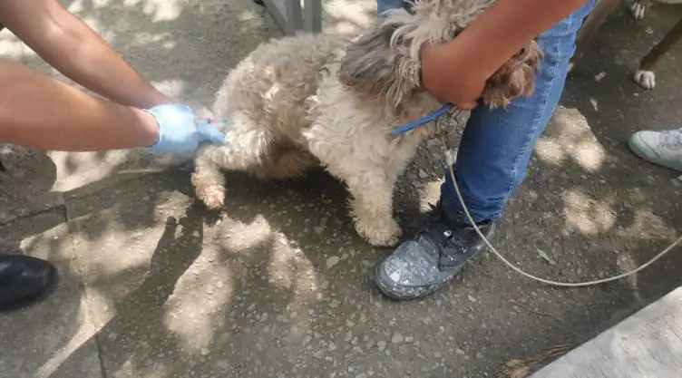 mascota.jpg
