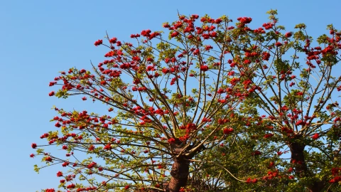 El &aacute;rbol medicinal de hermosas flores que da sombra y no levanta tu banqueta