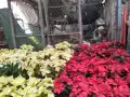 En estos mercados de flores puedes encontrar una gran variedad de nochebuenas a buen precio en la CDMX
